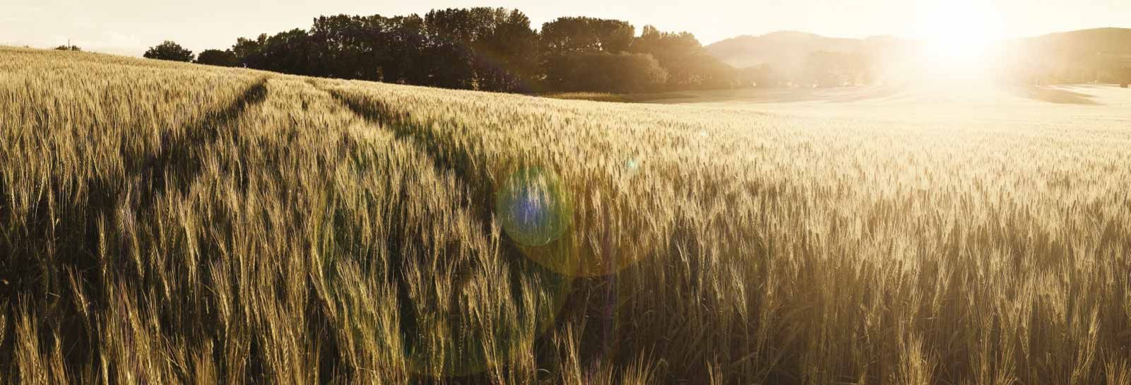 Getreidefeld auf der Schwäbische Alb für regionale Nudeln von Tress