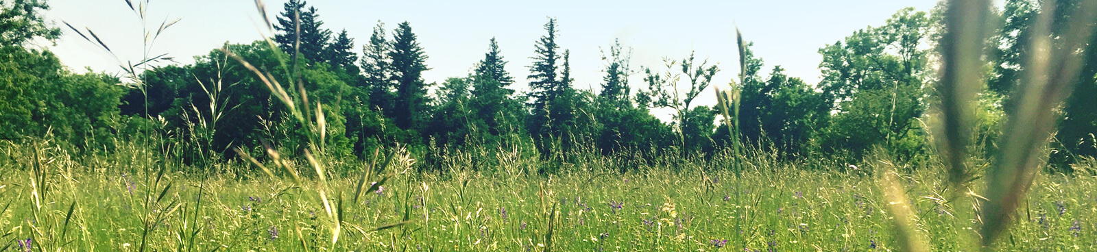 Landschaftsbild mit Wiese und Bäumen des Biosphärengebiets Schwäbische Alb